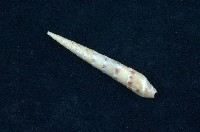藏品(筍螺)的圖片